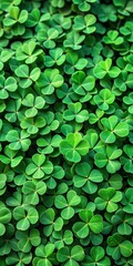 Dense cluster of small green clover leaves at eye level in top view