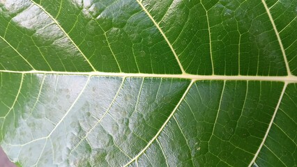 close up of leaf
