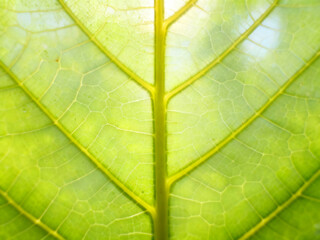 green leaf texture