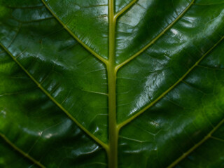 green leaf texture
