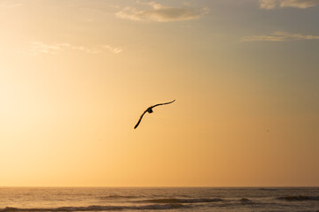 Seagull flying toward the sea at sunset in Pimentel, Peru