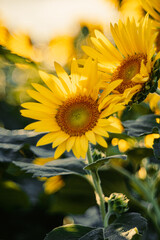 朝の光を浴びるひまわり