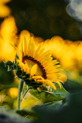 朝の光を浴びるひまわり