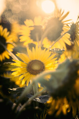 朝の光を浴びるひまわり