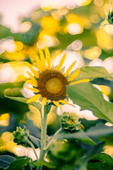 朝の光を浴びるひまわり