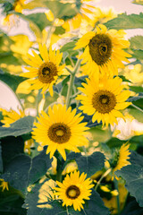 5輪咲くひまわり