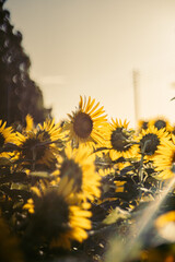 朝の光を浴びるひまわり