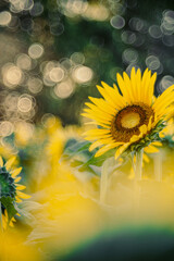 朝の光を浴びるひまわり