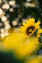 朝の光を浴びるひまわり