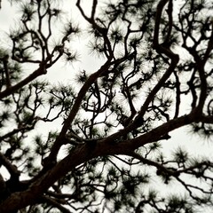 branches of a tree. Striking silhouette of twisting pine branches forming an intricate network against an overcast sky. The dark, fine texture evokes a mood of stark beauty and quiet stillness.