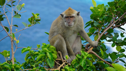 A monkey is comfortably sitting on a tree branch while it looks out over the ocean waves Nusa Penida Kelingking Beach