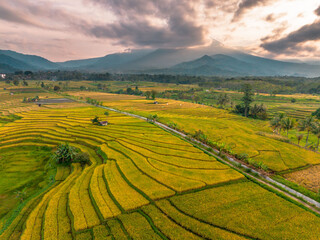Fototapeta premium Beautiful morning view indonesia Panorama Landscape paddy fields with beauty color and sky natural light
