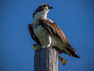 Osprey on perch 
