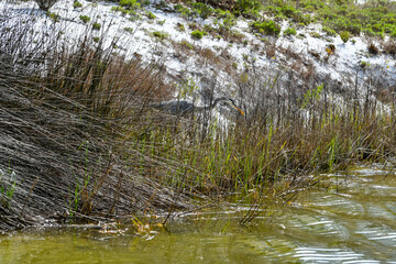 Winter in Orange Beach, Alabama - Great Blue Heron