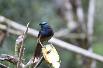 The ribbon-tailed astrapia, also known as Shaw Mayer's astrapia (Astrapia mayeri), is a species of bird-of-paradise.