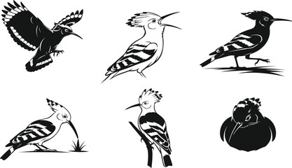 Hoopoe bird vector set in black and white, flying, perched, pecking, crest raised, resting poses for nature illustration