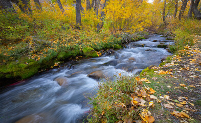McGee Creek in Fall Colors, Eastern Sierra, California