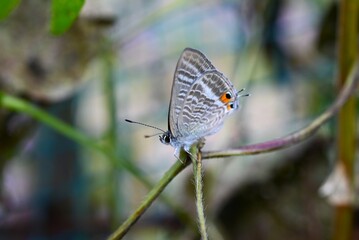 Gossamer-winged butterflies (Lycaenidae) sucking nectar. Lepidoptera Lycaenidae Butterfly....