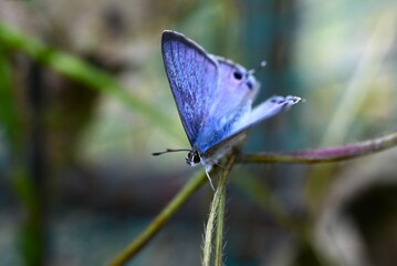 Gossamer-winged butterflies (Lycaenidae) sucking nectar. Lepidoptera Lycaenidae Butterfly....