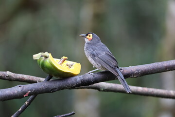 The common smoky honeyeater (Melipotes fumigatus) is a medium-sized bird found in central Papua New Guinea and Eastern Indonesia. It is one of four species in the Meliphagidae family.