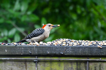Birds in Birmingham, Alabama - Red-bellied Woodpecker