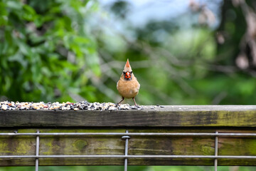 Birds in Birmingham, Alabama - Female Northern Cardinal
