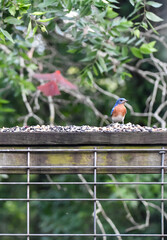 Birds in Birmingham, Alabama - Northern Cardinal & Bluebird