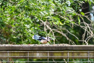 Birds in Birmingham, Alabama - Blue Jay