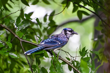 Birds in Birmingham, Alabama - Blue Jay