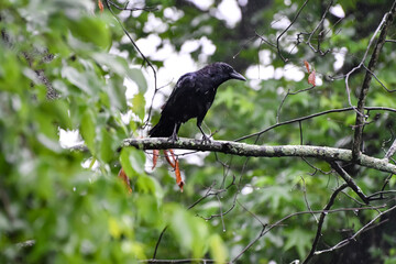 Birds in Birmingham, Alabama - Crow in the Rain