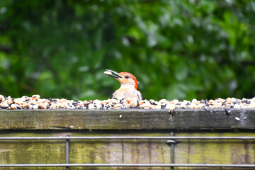 Birds in Birmingham, Alabama - Red-bellied Woodpecker