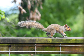 Squirrel in Birmingham, Alabama