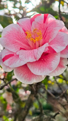 Camelia in Bloom