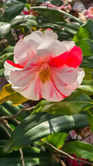 Camelia in Bloom