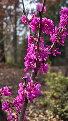 Redbud Tree in Bloom