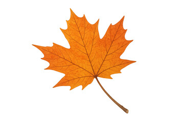 Fototapeta premium Autumn maple leaf showing beautiful orange texture and vibrant fall color on transparent background