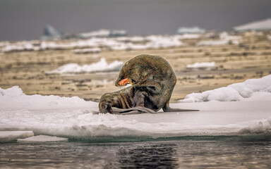 Penguins and Seal Wildlife Antarctica