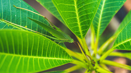 green grasshopper on a green tropical plant macro photography