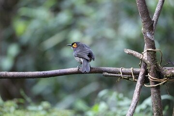 The common smoky honeyeater (Melipotes fumigatus) is a medium-sized bird found in central Papua New Guinea and Eastern Indonesia. It is one of four species in the Meliphagidae family.