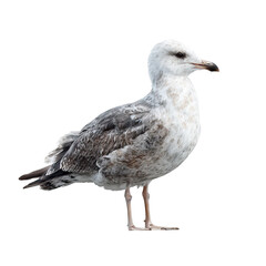 Fototapeta premium Seabird Profile View with White and Gray Feathers on Transparent Background