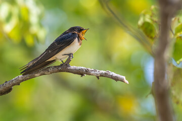 Barn swallow perched on a branch, its beak wide open.