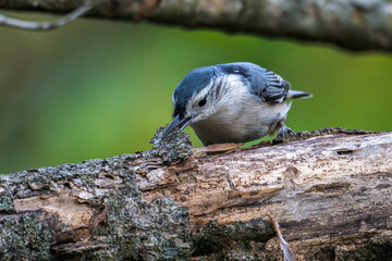White-breasted nuthatch picking bark from a tree as it looks for insects.