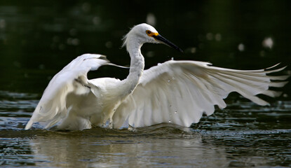 Obraz premium Snowy Egret 