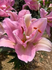 pink magnolia flower