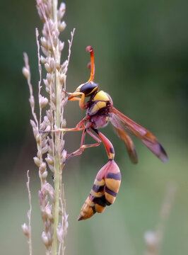 A stunning macro close-up of a brightly colored, exotic potter wasp or mud dauber (likely Delta species) clinging vertically to a tall stalk of wild grass or a flowering plant.