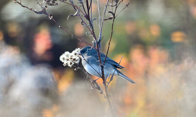 dark eyed junco
