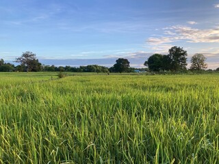 The agriculture in Thailand in winter season