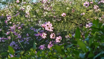 Cosmos flowers in pink and white under autumn sky / 가을 하늘 아래 핑크와 화이트 코스모스