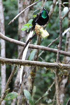 The ribbon-tailed astrapia, also known as Shaw Mayer's astrapia (Astrapia mayeri), is a species of bird-of-paradise.
