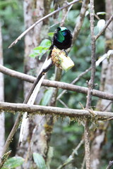 The ribbon-tailed astrapia, also known as Shaw Mayer's astrapia (Astrapia mayeri), is a species of bird-of-paradise.
